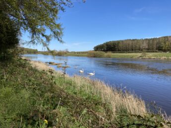 Swans on the River Tweed at Paxton House