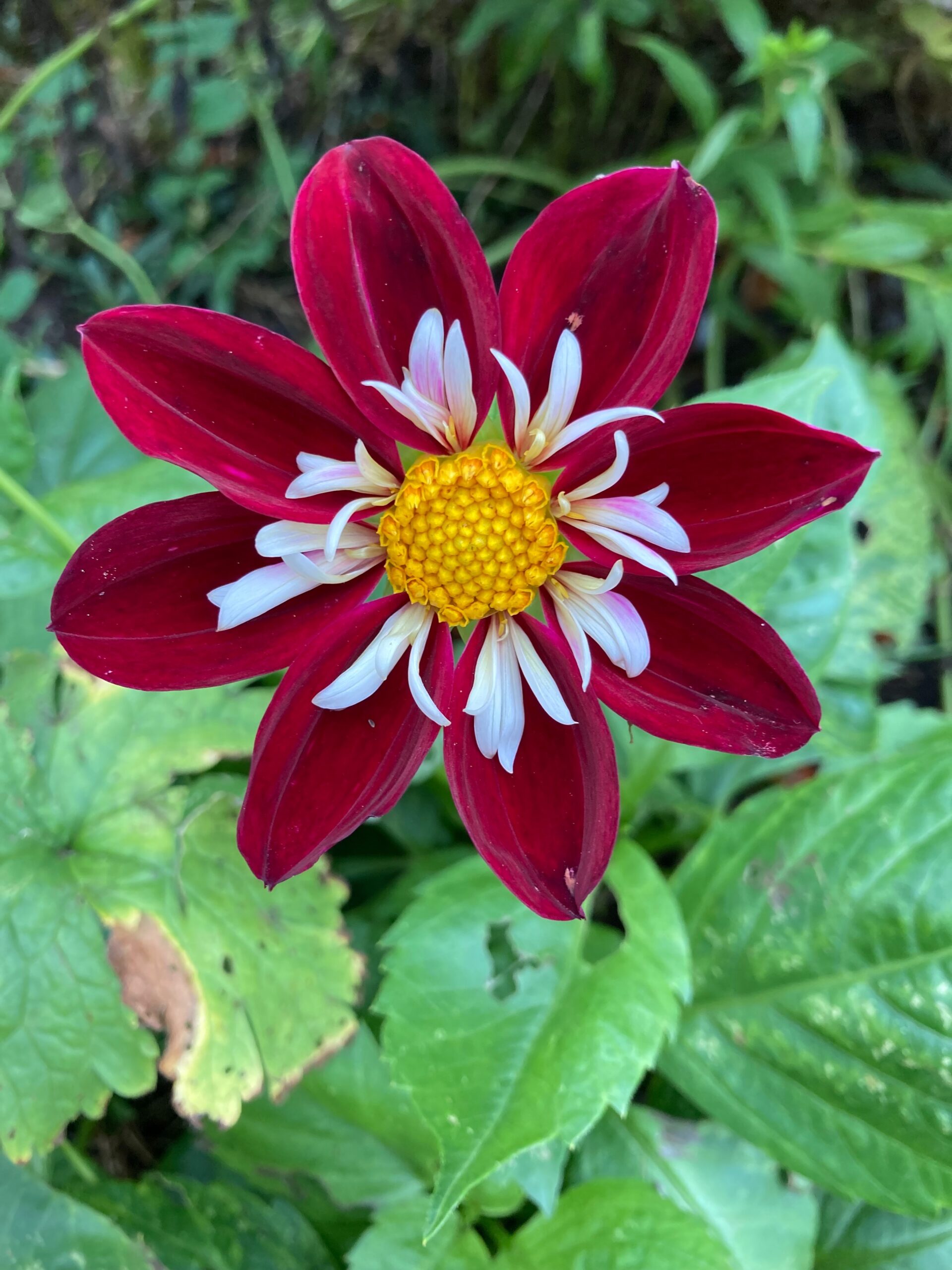 Are dahlia best sale poisonous to dogs