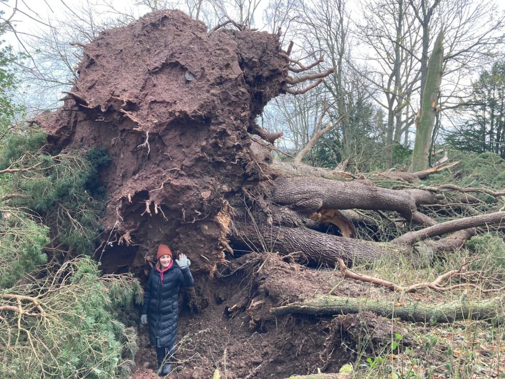 Storm damage - fallen tree