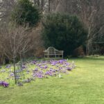 A swathe of purple crocuses covers the grass leading from a bare tree in the foreground to an elegant wooden bench in the background. Behind the bench is deep winter woodland but the whole is bathed in spring sunshine.