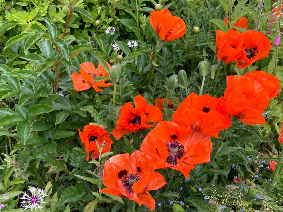 Scarlet poppies with unusually large heads, blouse petals and black centres stand in contrast to the green foliage