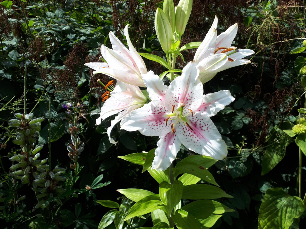 A spactacular white lily each of five flowers with six curving petals densely spattered with dark pink spots surrounding pale gerry yellow stamens. The stalk is bright green and thickly spanned with ovate leaves.