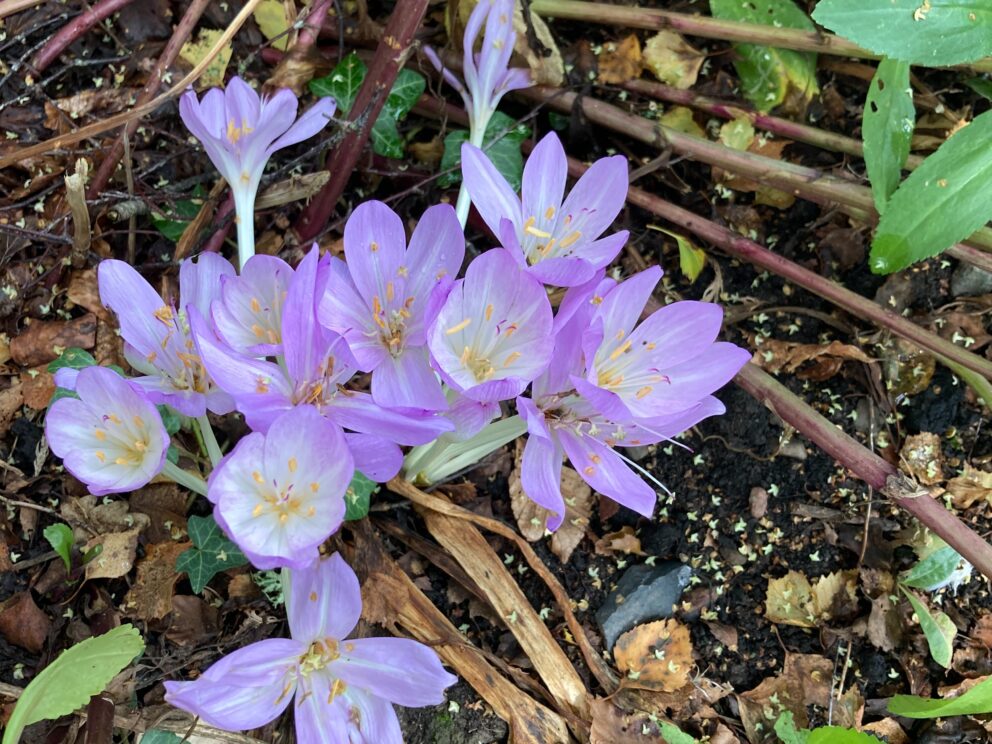 pale purple crocus flowers push up together through dark dying foliage. They have bright yellow stamens and are paler towards the centre