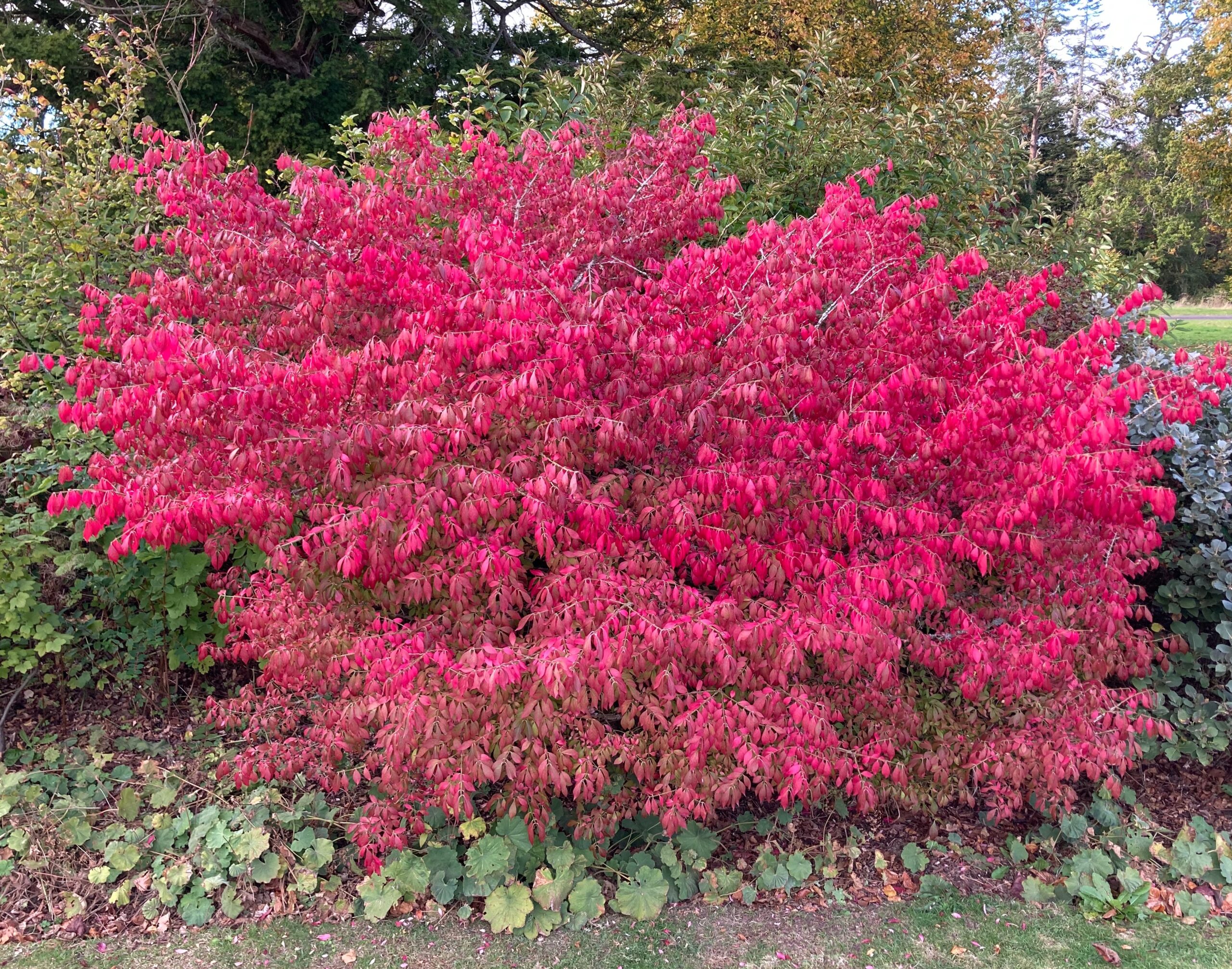 Plant of the Month: October - Paxton House