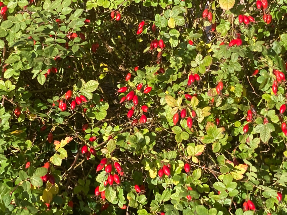 Brilliant red rosehipss hang from the tips of the branches of a thickly foliaged rose bush, its leaves pale lemony green