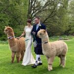 A wedding couple dressed in a white satin gown with lace on the shoulders and in a dark tartan kilt walk arm in arm across the lawn flanked by two alpacas, one ginger and one blonde. The couple are smiling an d the alpacas are alert. The backdrop is of trees in full leaf.