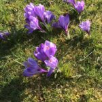 The cupped heads of purple blue circuses rise up above the grassy lawns. Early spring sunshine slant across them, making diagonal shadows over the grass.