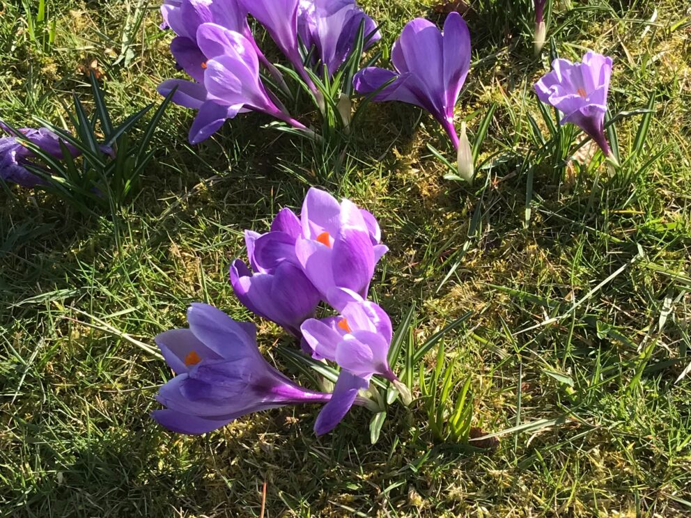 The cupped heads of purple blue circuses rise up above the grassy lawns. Early spring sunshine slant across them, making diagonal shadows over the grass.