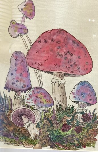 A large pink toadstool surrounded by five other purplish toadstools stands in spiky greenish brown grass. The toadstools are colourful and spotty with shaggy rings on their stems. The whole is rendered in watercolour. 