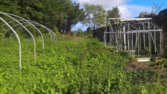 An overgrown neglected garden with the sad skeletons of an aluminium greenhouse and a poly tunnel. the greenhouse stands against a long brick wall which leads the view into mature trees