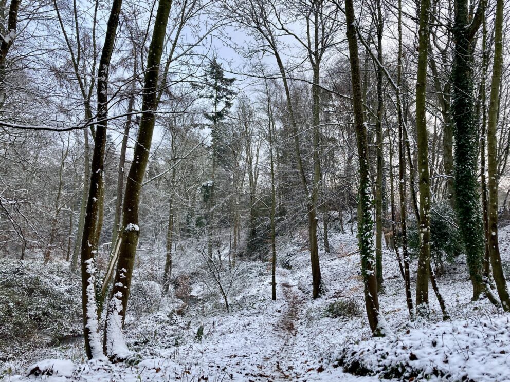 Black tree trunks are silhouetted against a blue sky. The ground is snowy and in the centre a narrow path is just discernible snaking into the woods.