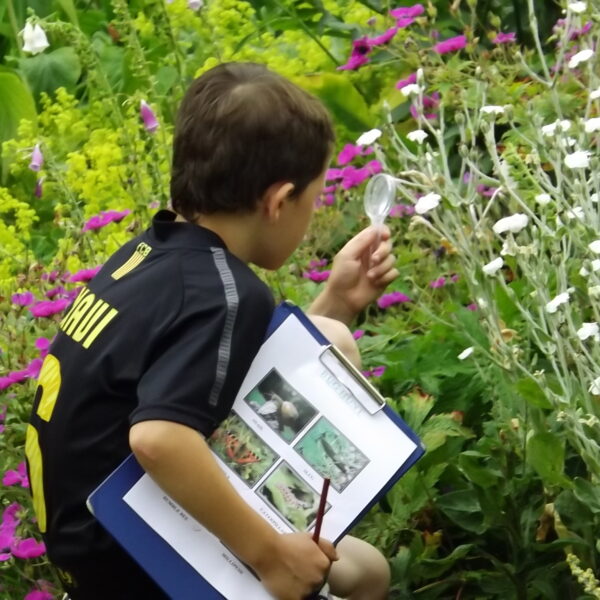 A young boy spotting for minibeasts in the flowers. He holds a clipboard in his right hand and is looking closely at the leaves and flowers in the grounds of Paxton House
