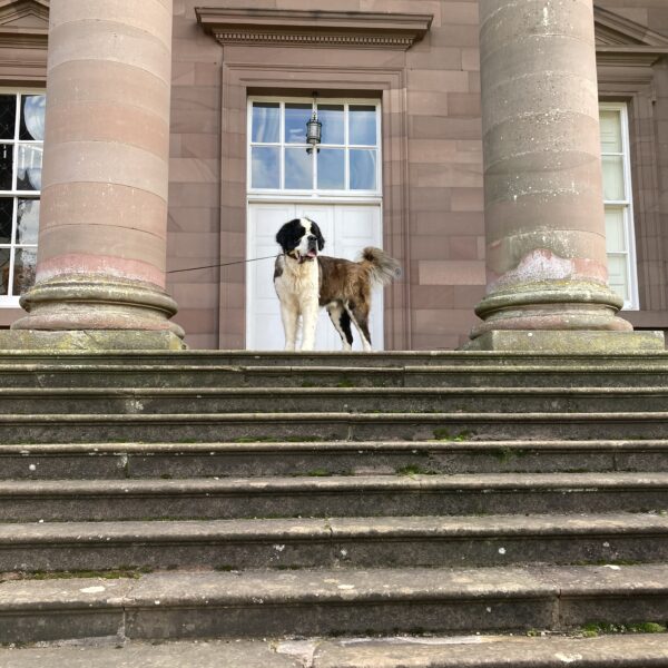 Large dog standing on the top of the steps on the portico of Paxton House, framed by two of the Doric columns